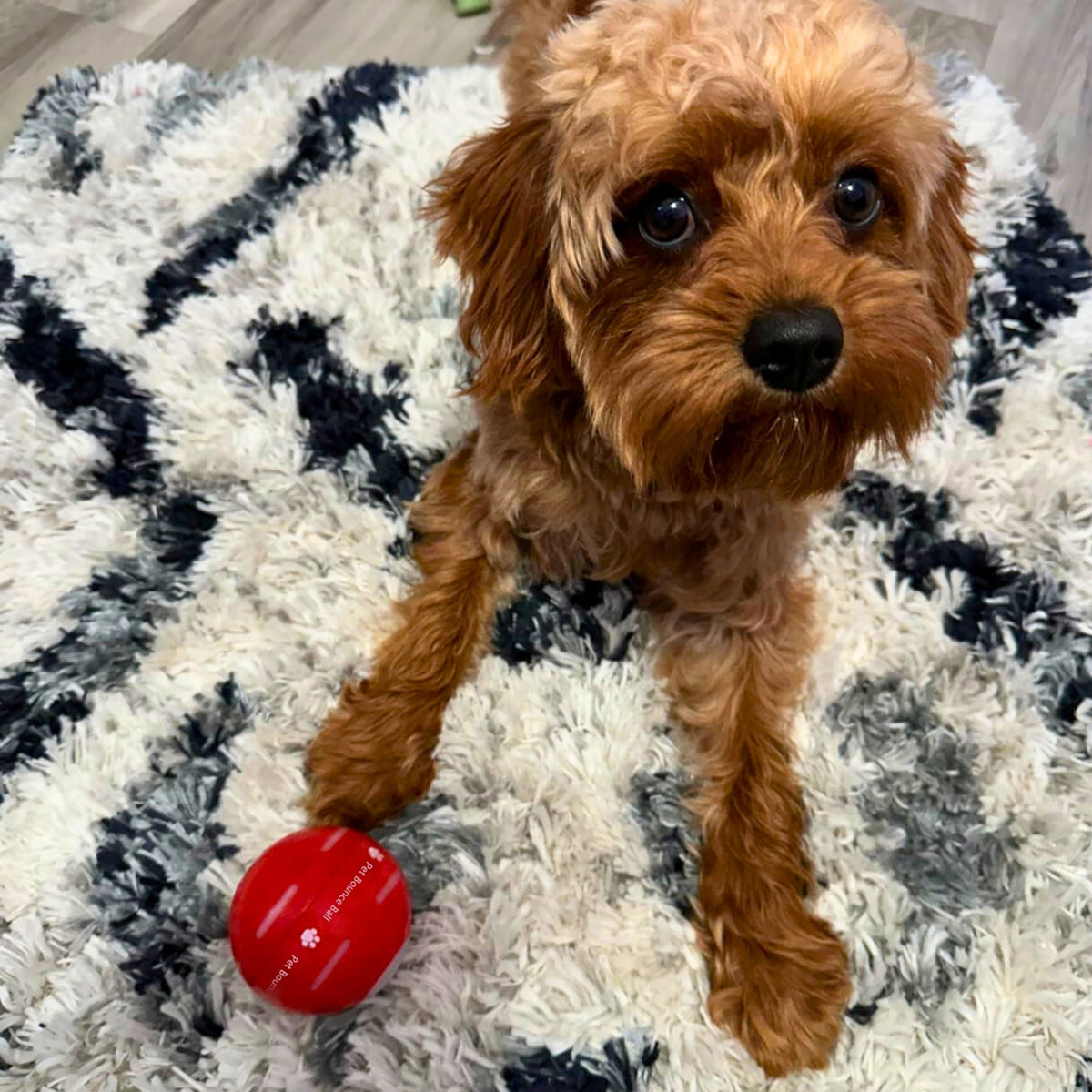 LASY DAY SALE 49% OFF - Pet Bounce Ball
