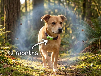 Long‑Lasting Flea & Tick Protection for Pets