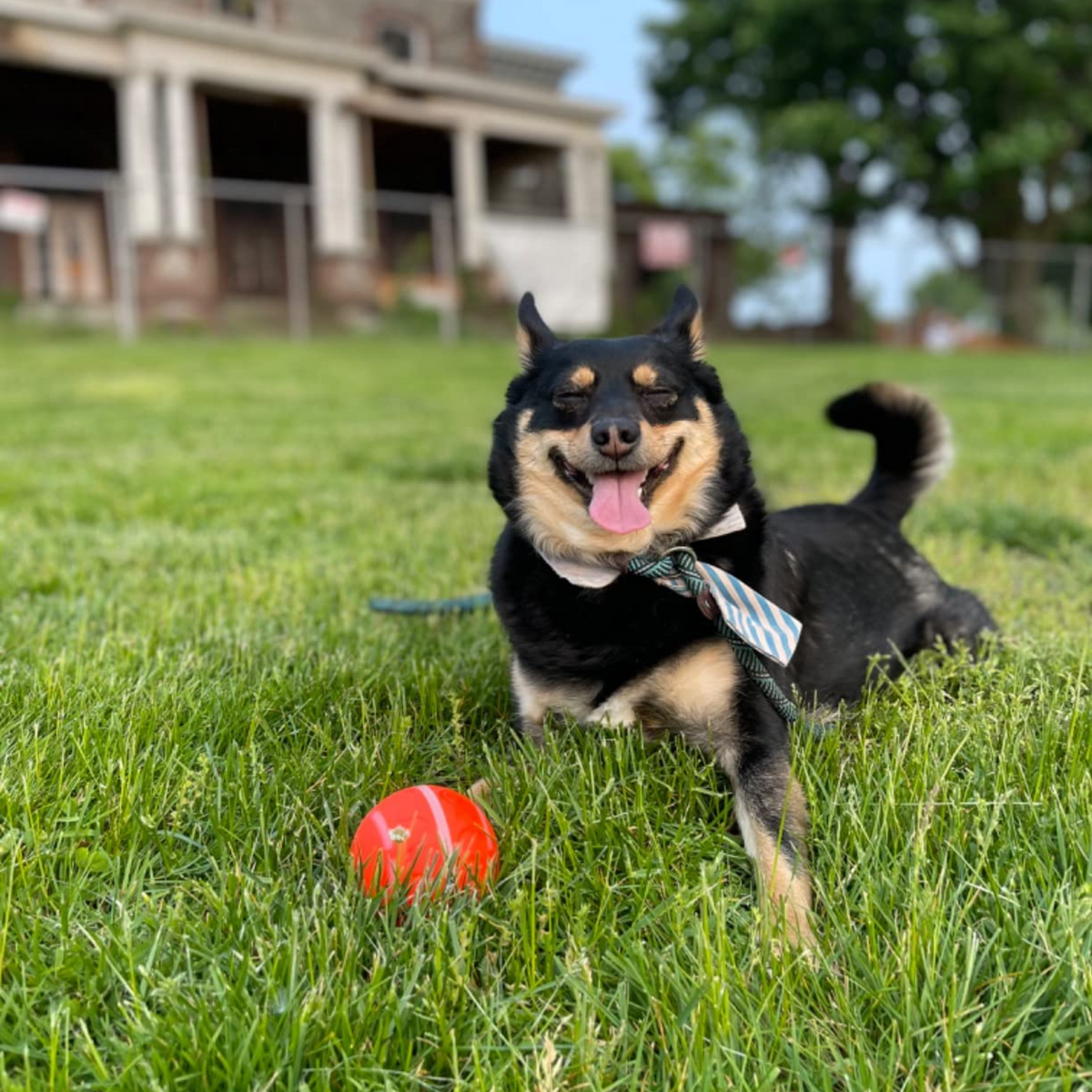 LASY DAY SALE 49% OFF - Pet Bounce Ball