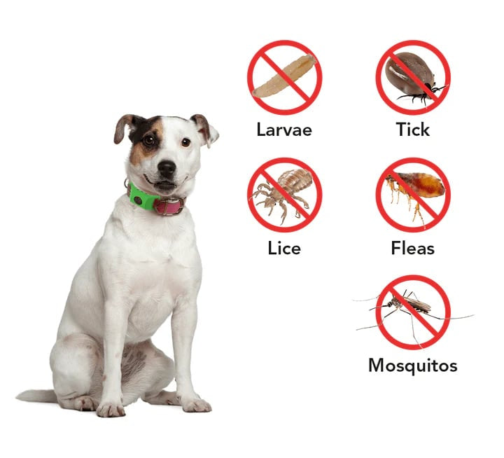 Long‑Lasting Flea & Tick Protection for Pets
