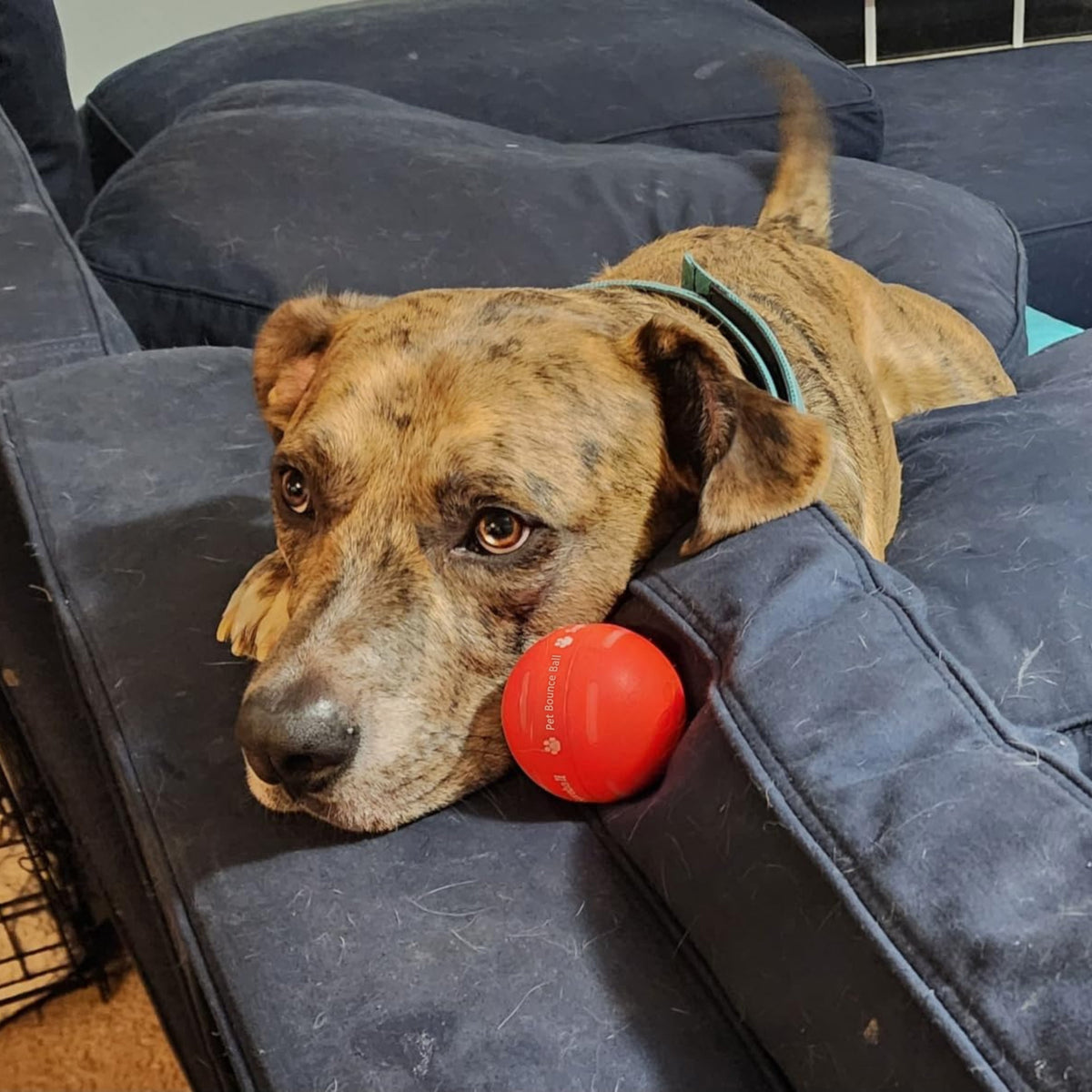 LASY DAY SALE 49% OFF - Pet Bounce Ball