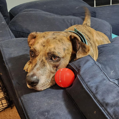 LASY DAY SALE 49% OFF - Pet Bounce Ball