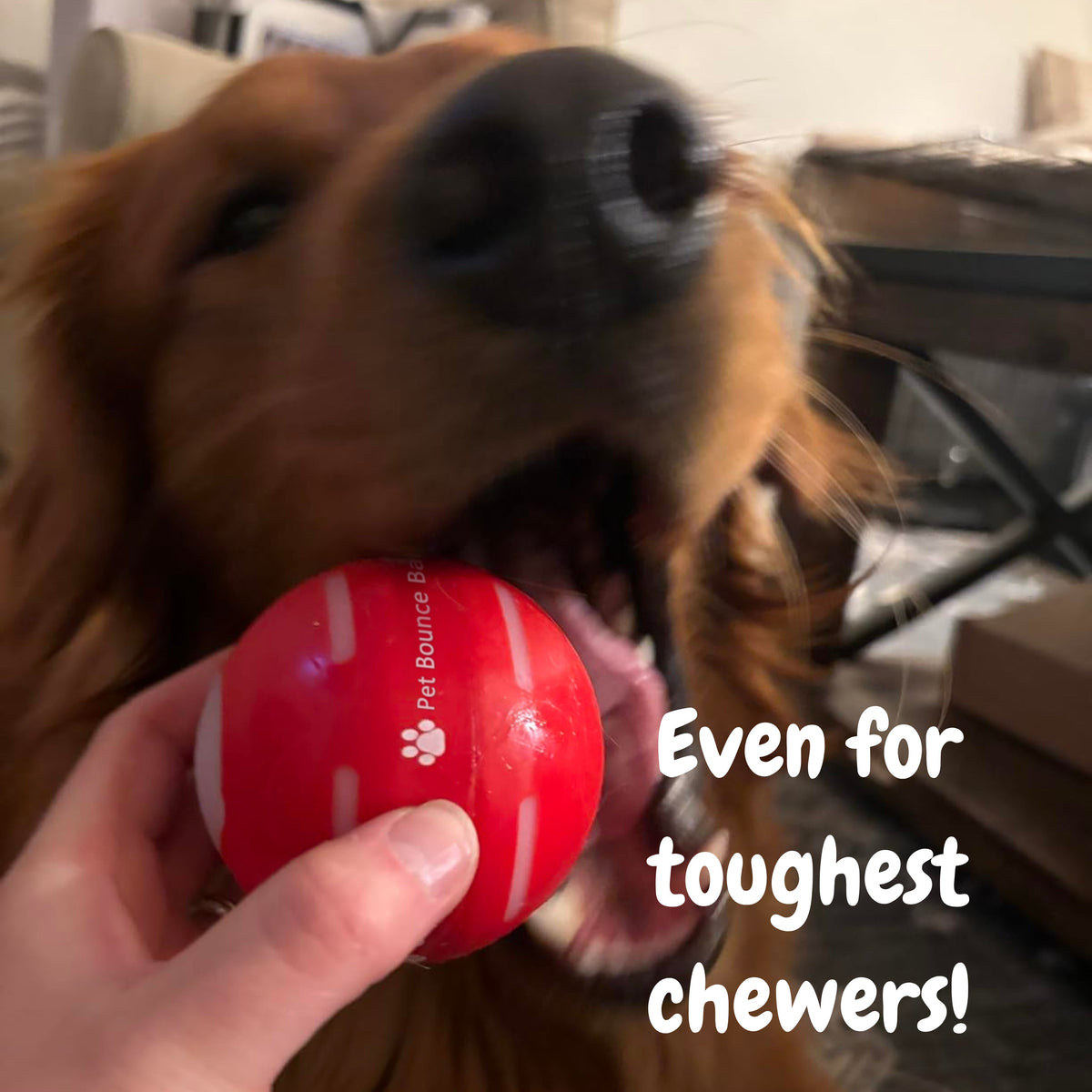 LASY DAY SALE 49% OFF - Pet Bounce Ball