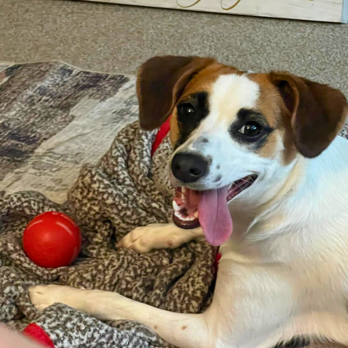 LASY DAY SALE 49% OFF - Pet Bounce Ball