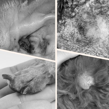 Gentle Pet Ear Cleaning Liquid Swabs